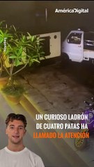 Este perrito es todo un travieso