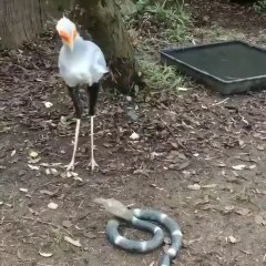 Pertarungan burung dan ular