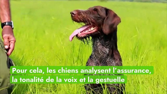 Les chiens, fins détecteurs de mensonges