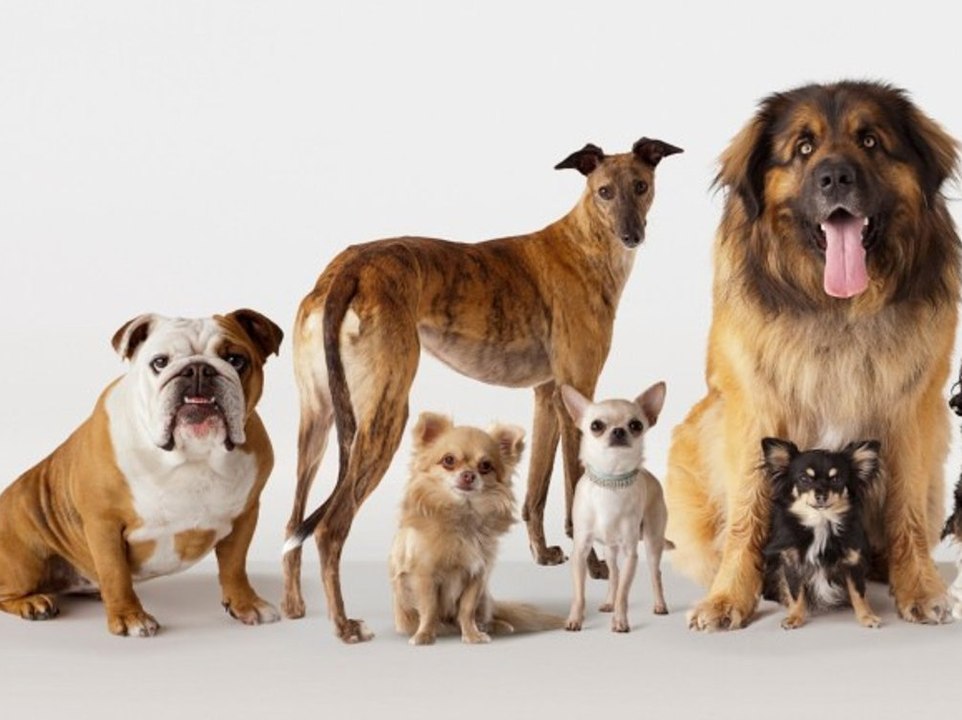 Diese Hunderasse ist besonders anfällig für Krankheiten