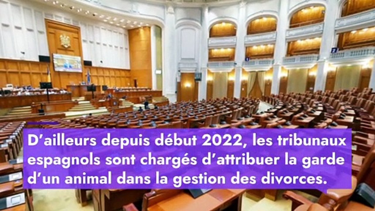 Séparation du couple : qui garde l’animal ?