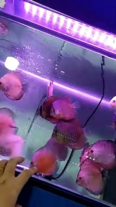 Ikan hias cantik - variasi warna warni cukup mempesona