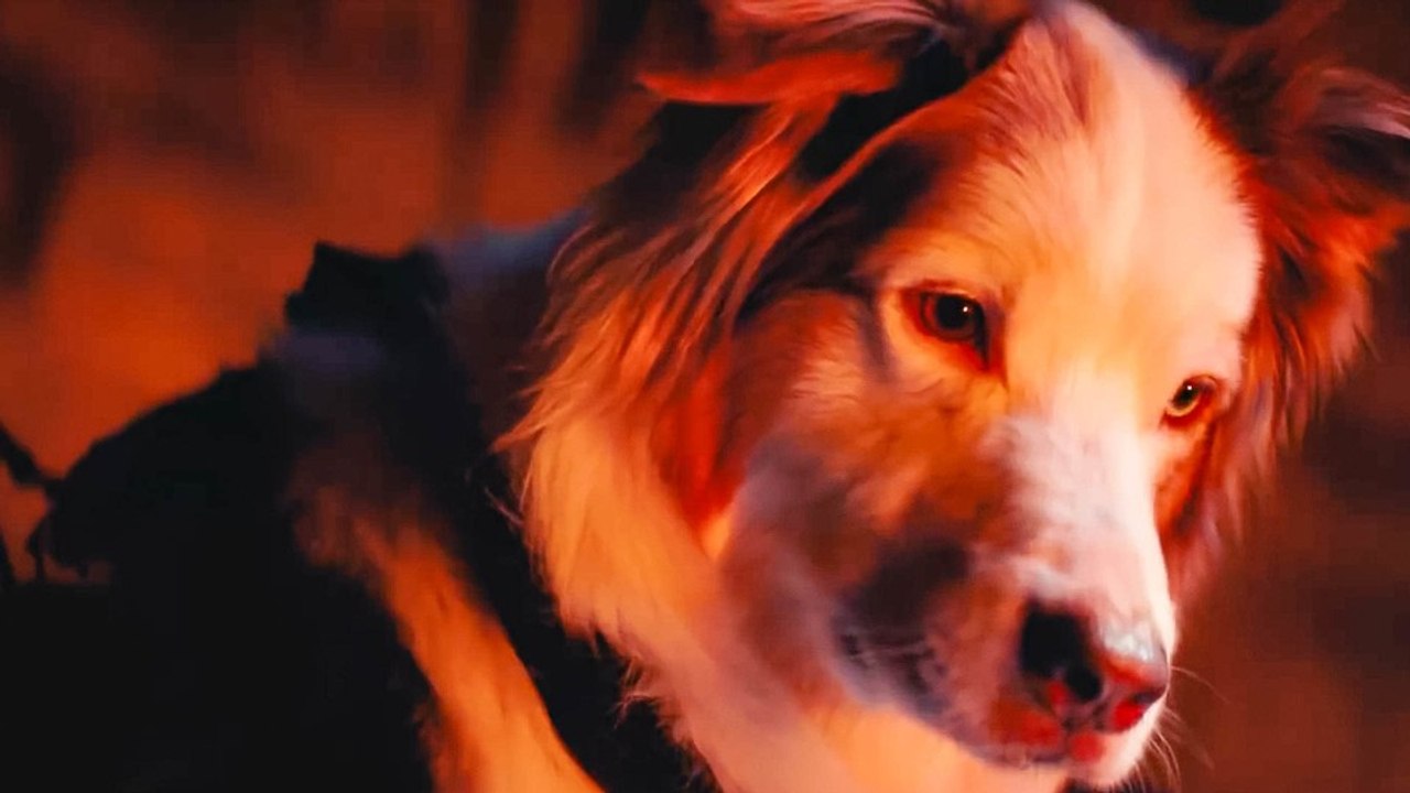 Shadow of the Cute Raider - Der putzigste Trailer zum Spiel: Keine Lara, dafür Tiere