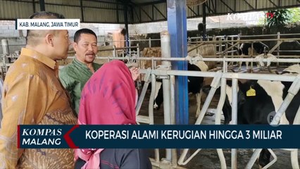 Produksi Susu Sapi Turun Akibat PMK