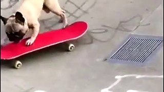 I am a skateboarder - Funny Dog Memes