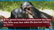 Les bonobos, perturbés par l’arrivée de ses frères et soeurs