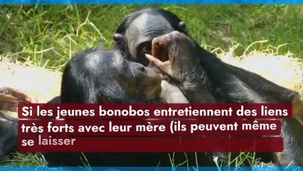 Les bonobos, perturbés par l’arrivée de ses frères et soeurs