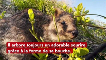 Tout savoir sur le quokka, surnommé "l’animal le plus heureux du monde"