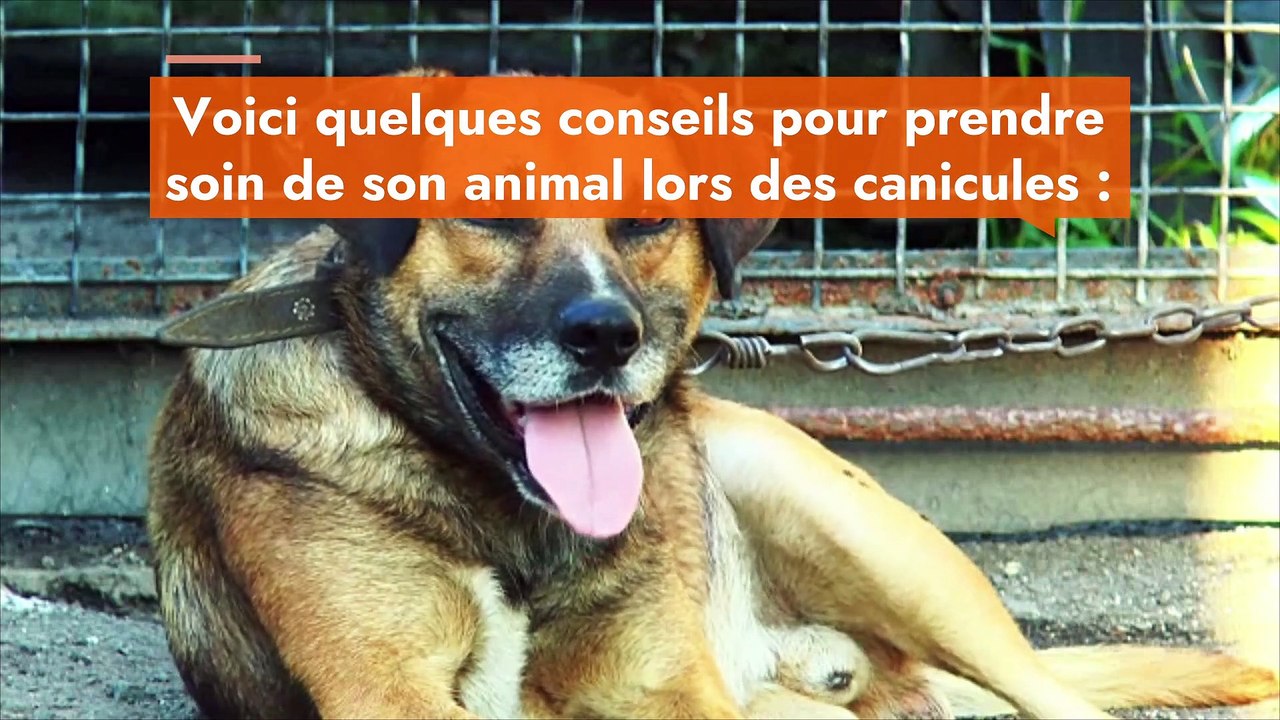 Canicule : les gestes à adopter pour protéger son animal des coups de chaleur