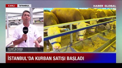 İstanbul'da kurban satışları başladı: 1.3 ton ağırlığında, 95 bin lira!