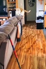 hewan lucu part5# cats and dog # best funny