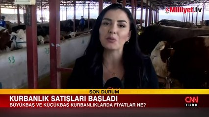 Kurbanlık satışları başladı! Peki fiyatlar ne durumda? İşte cevabı...
