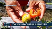 Tomat Rusak Karena Cuaca Buruk, Hasil Panen Turun