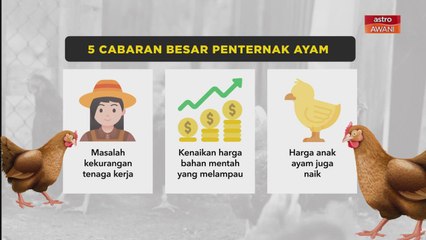 [INFOGRAFIK] 5 Cabaran Besar Penternak Ayam