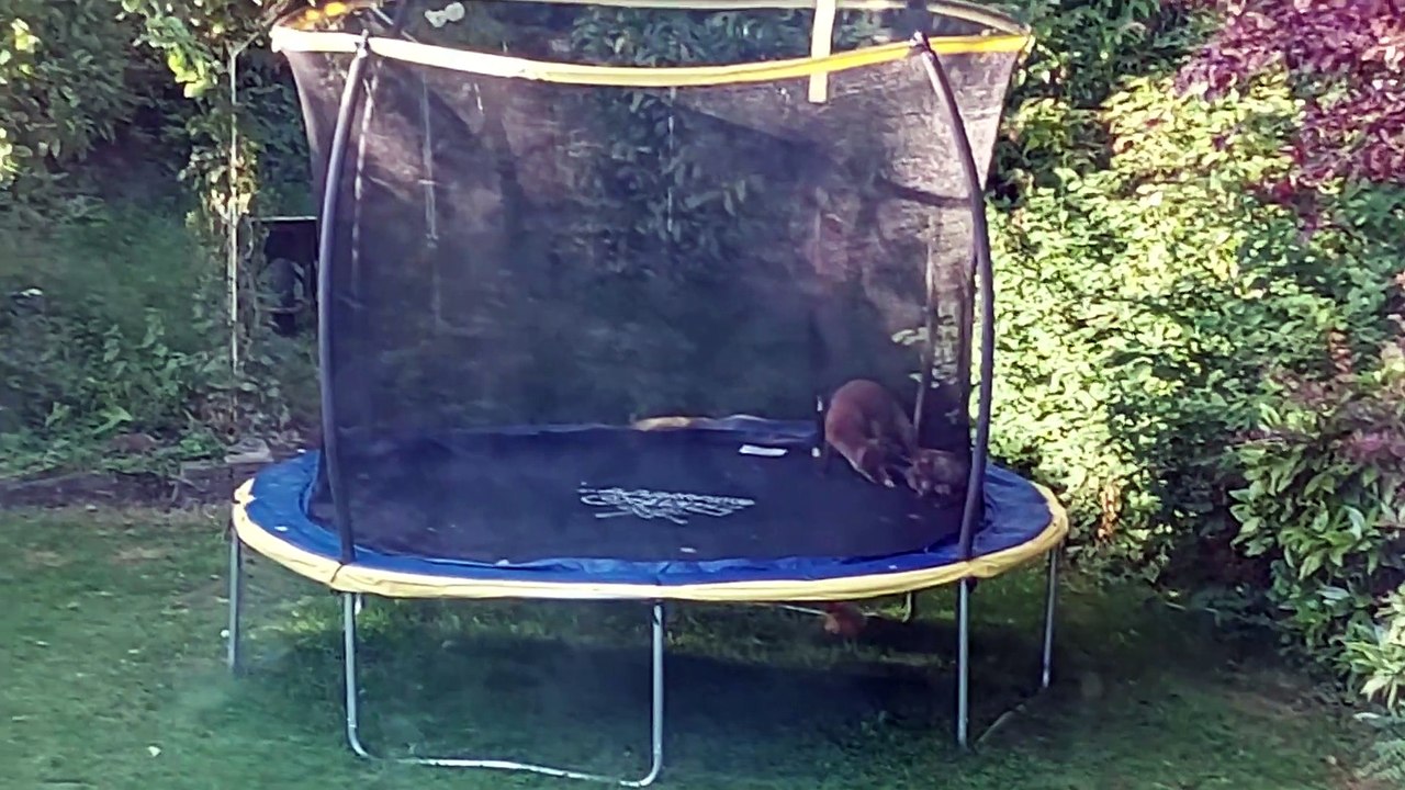 Fun Foxes