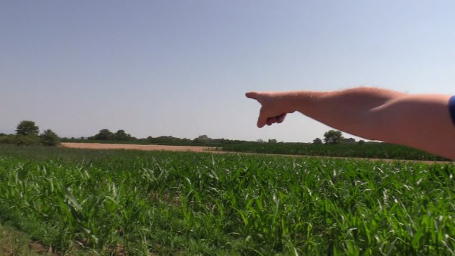 Siccita', viaggio nei campi di mais: Qui e' tutto morto