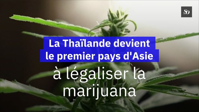 La Thaïlande devient le premier pays d'Asie légaliser la marijuana