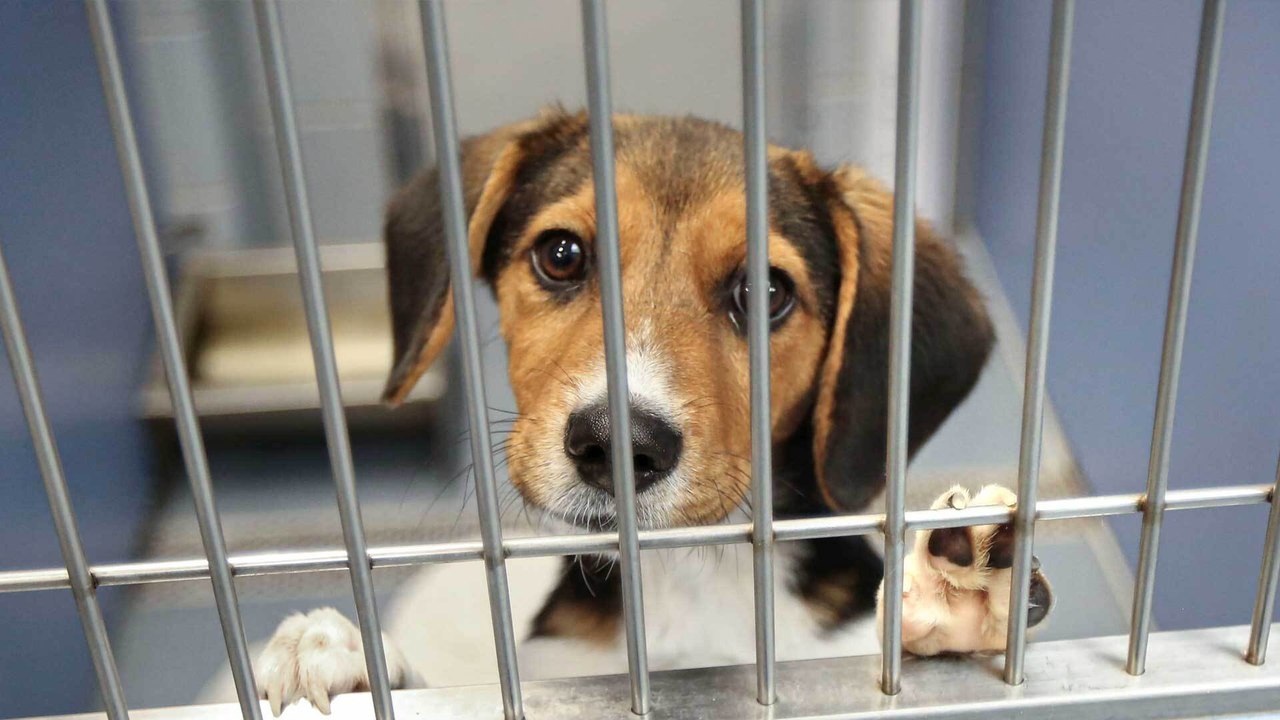 Tierheime am Limit: 'Corona-Hunde' bereiten große Probleme