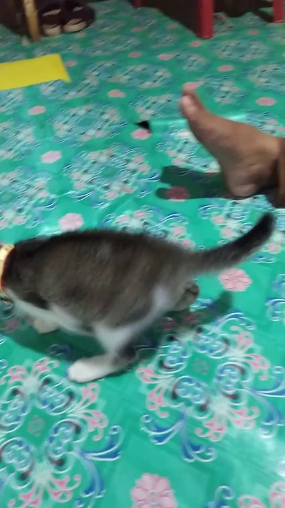 Funny cat