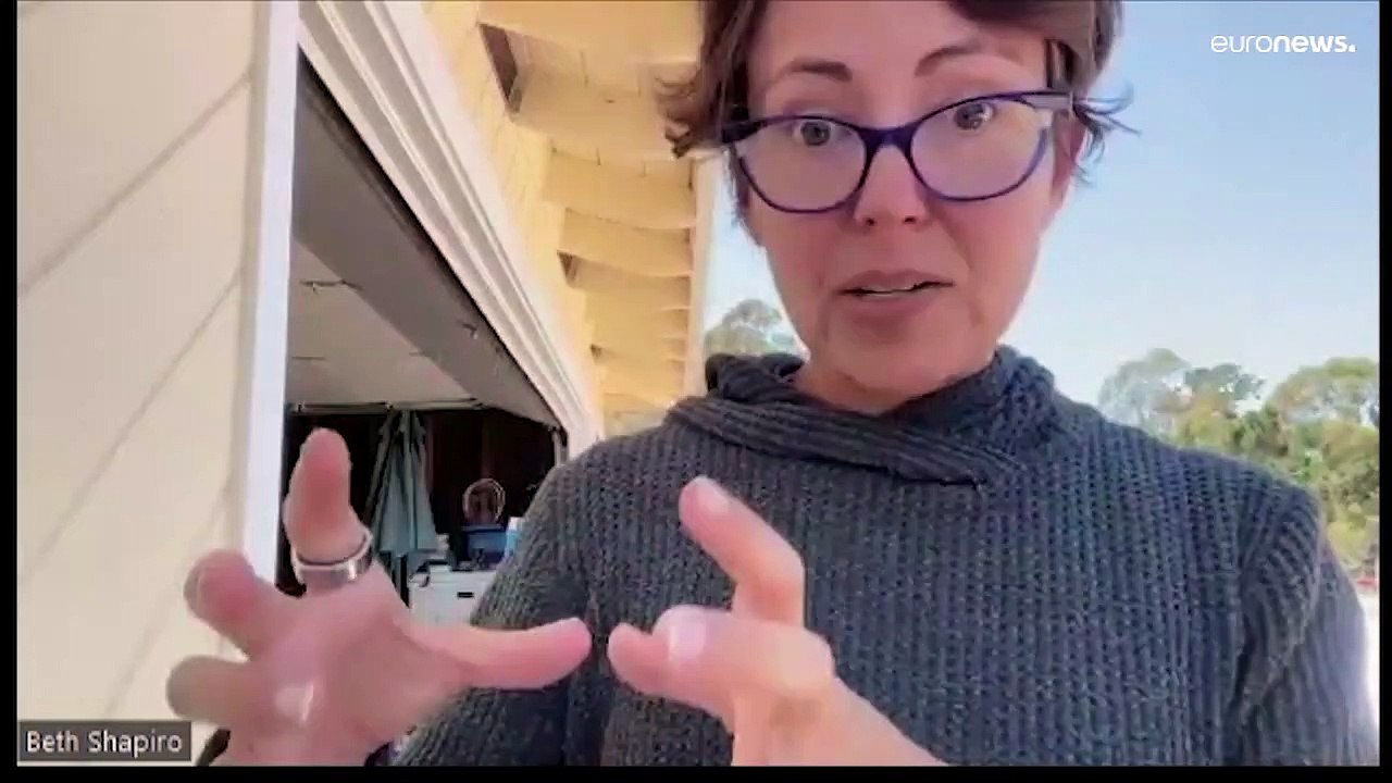 Nova subespécie na Gronelândia relança esperança de vida dos ursos polares