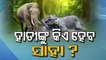 Have elephants become unwanted in Odisha - OTV special story