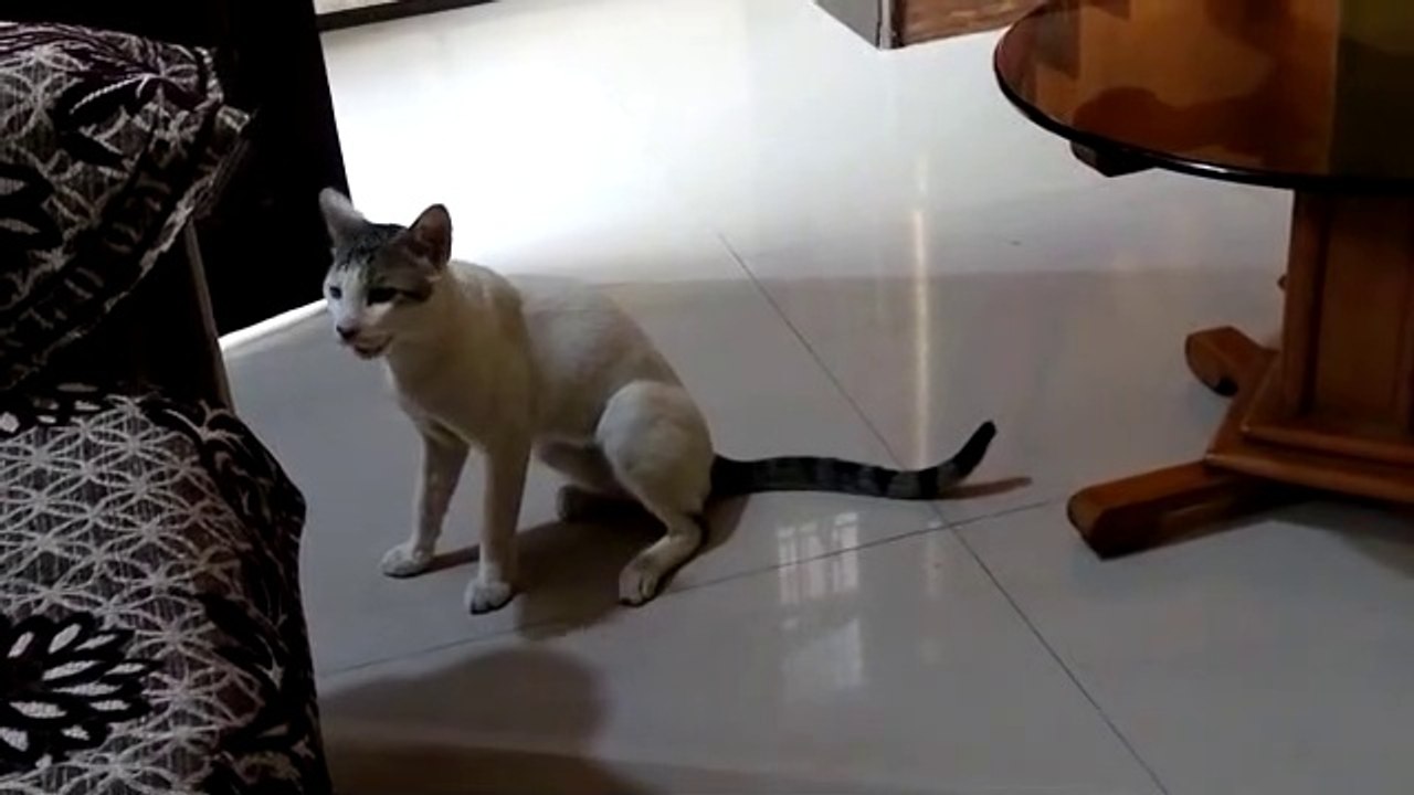 A Cat's Life Part-1