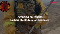 Incendios en España: así han afectado a los animales