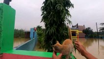 Helping a Cat During a Flood Stuck on a Fence