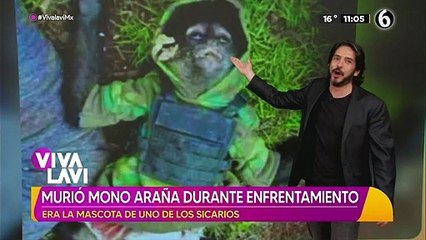 ¡Tenia hasta chaleco! Muere mono araña durante enfrentamiento; era mascota de un sicario