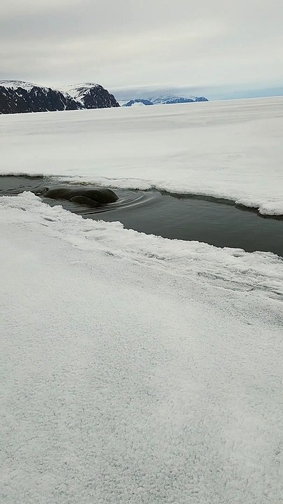 Floe Edge Bowhead Whale Sighting