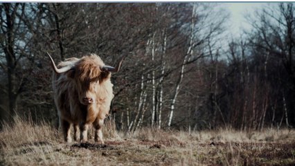 Relax Music penguinmusic-modern-chillout copy right