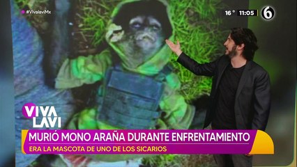 ¡Tenia hasta chaleco! Muere mono araña durante enfrentamiento; era mascota de un sicario