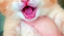 Cat crying
