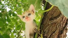 Funny Cats and Kittens Meowing Sound Effects Compilation