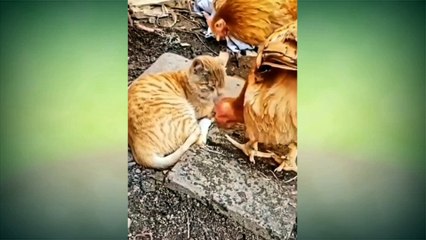 Si Kucing Dan Si Anjing Paling Lucu part2