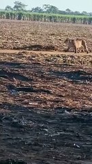 Onça-parda aparece andando tranquilamente em canavial