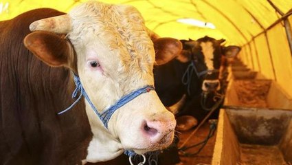 İstanbul'a kurbanlık hayvanların girişi 24 Haziran tarihinde başlayacak