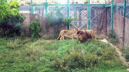 Vista de Sendaviva y de los animales tras el incendio de Arguedas