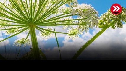 Dokunursanız güneşten kaçın! Türkiye'de bu bölgelerde görülüyor