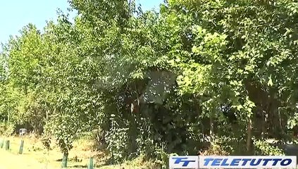 Video News - CONFAGRICOLTURA: TRE ANNI MOLTI OBIETTIVI