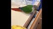 Smart And Funny Parrots Parrot Talking Videos Compilation P1 Super Dogs