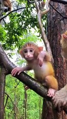 Little monkey is so cute 21