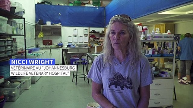 Afrique du Sud : un hôpital de la seconde chance pour les pangolins