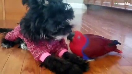 Unlikely Friends: Parrot And Dog Share Sweet Moment For The Camera
