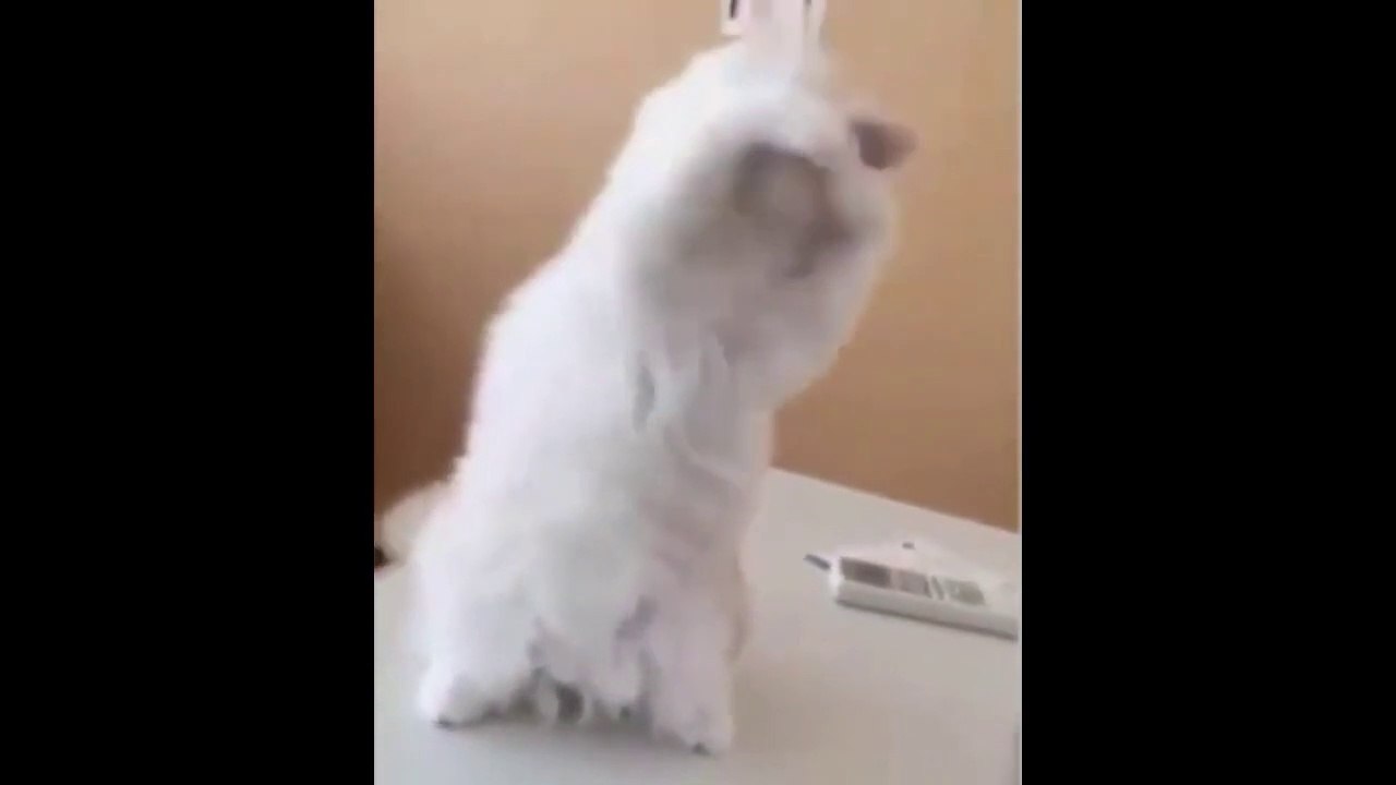 kucing lucu, funny cat
