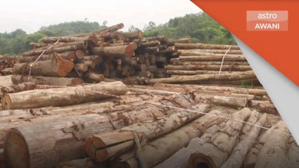 Curi Kayu Balak | Senarai hitam pihak, syarikat terlibat