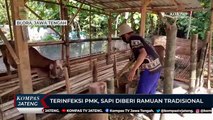 Terinfeksi PMK, Sapi Diberi Ramuan Tradisional