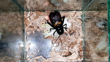 SUARA JANGKRIK JALITENG JERNIH KERAS PENGUSIR TIKUS DAN TERAPI BURUNG  Battlesurvival official_480p