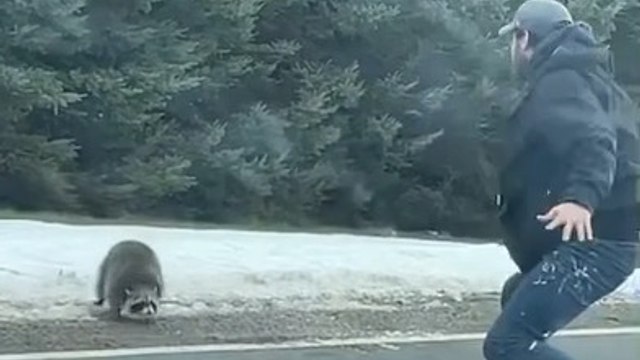 Guy Tries To Chase Raccoon off the Road but Gets Himself Chased off the Road by the Raccoon
