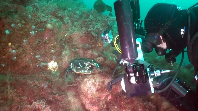 Grumpy Lobster Attacks Underwater Photographer's Camera While Filming